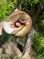 Hi White Pied Pinstripe Ball Python Adult Female #1 (Python regius) - Image 2