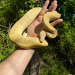Banana Ball Python Adult Female #1 (Python regius)