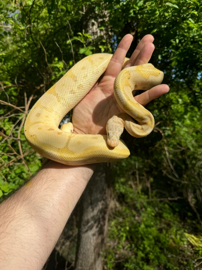 IMG-7124_700x Banana Ball Python Adult Female #1 (Python regius) - Image 1