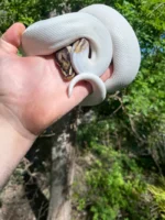 Hi White Pied Yellow Belly Ball Python Adult Female #1 (Python regius) - Image 6