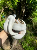Hi White Pied Yellow Belly Ball Python Adult Female #1 (Python regius) - Image 3