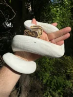 Hi White Pied Yellow Belly Ball Python Adult Female #1 (Python regius) - Image 2