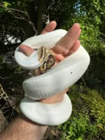 Hi White Pied Yellow Belly Ball Python Adult Female #1 (Python regius)
