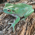 Whites Tree Frogs for sale (Litoria caerulea) (Dumpy Frog)