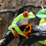Red Eye Tree Frogs for sale (Agalychnis callidryas) - Image 2