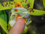 Red Eye Tree Frogs for sale (Agalychnis callidryas)