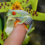 Red Eye Tree Frogs for sale (Agalychnis callidryas)