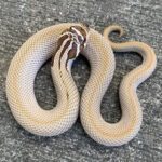 Super Anaconda Phase Western Hognose Snakes (Heterodon nasicus)