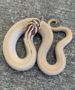 Super Anaconda Phase Western Hognose Snakes (Heterodon nasicus)