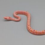 Cornsnake – Scaleless Reverse Okeetee – Male No.2