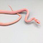 Cornsnake – Scaleless Tessera Reverse Okeetee – Male