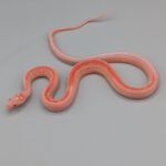 Cornsnake – Scaleless Tessera Reverse Okeetee – Male