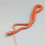 Cornsnake – Scaleless Tessera Albino Het Caramel Motley – Female