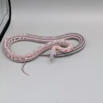 Cornsnake – Scaleless Tessera Anery – Female