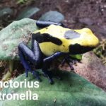Dart Frog – Tinctorius Citronella