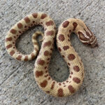 Anaconda het TOFFEE Phase Western Hognose Snakes (Heterodon nasicus)
