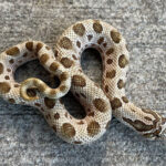 Anaconda het ALBINO Western Hognose Snakes (Heterodon nasicus)