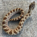 Anaconda HET axanthic Phase Western Hognose Snakes (Heterodon nasicus)