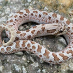 Frosted Western Hognose Snakes (Heterodon nasicus) MALES ONLY