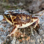 Bushveld Rain Frogs for sale (Breviceps adspersus)