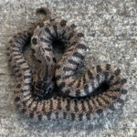 SUPER ARTIC Western Hognose Snakes (Heterodon nasicus)