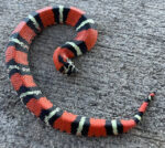 Adult Tricolor Hognose for sale (Xenodon pulcher) males only