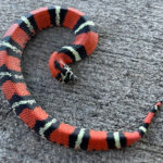 Adult Tricolor Hognose for sale (Xenodon pulcher) males only
