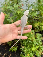 Hypo Zero Bearded Dragon #1 (Pogona vitticeps) - Image 2