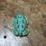 Grade 1 - Samurai Blue Pac Man Frogs for sale (Ceratophrys cranwelli)
