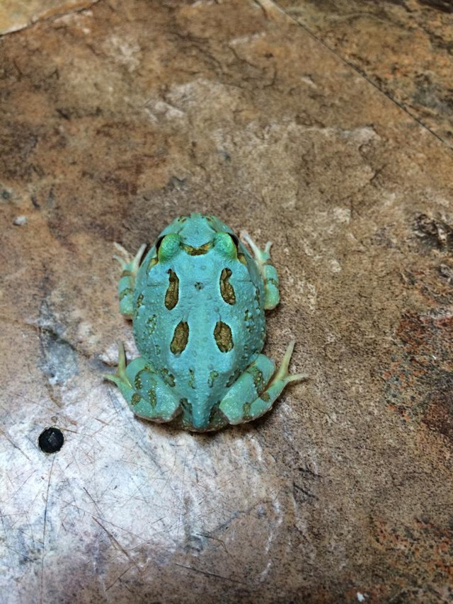 10176162_10153014464308958_1181729103231633383_n__99896 Grade 1 - Samurai Blue Pac Man Frogs for sale (Ceratophrys cranwelli) - Image 1