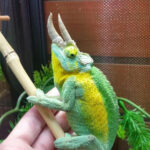 TRUE Jacksons Chameleons for sale (Chameleo jacksonii jacksonii)