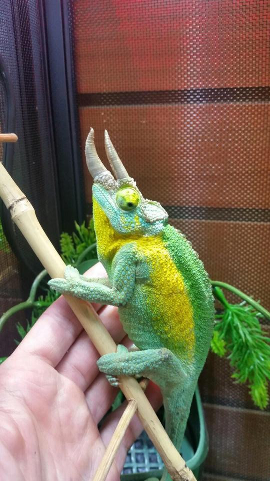 11025819_853937607998887_6112302757556308422_n__06856 TRUE Jacksons Chameleons for sale (Chameleo jacksonii jacksonii) - Image 1