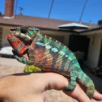 🌈 Stunning Rainbow 🌈 Friendly And Vibrant Panther Chameleon
