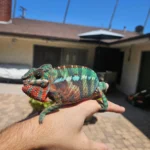 🌈 Stunning Rainbow 🌈 Friendly And Vibrant Panther Chameleon - Image 3