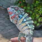 Premium Rainbow Panther(Male) - Image 3