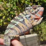 Premium Rainbow Panther(Male)