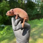 2026 Female Juvenile Panther Chameleon F3