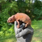 2026 Female Juvenile Panther Chameleon F3 - Image 2