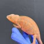 Panther Chameleon (Blurple X Ambilobe) - Image 2