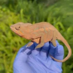 Panther Chameleon (Blurple X Ambilobe)