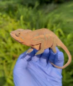 Panther Chameleon (Blurple X Ambilobe)