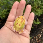 Mutant Pacman Frog #3 (Ceratophrys cranwelli)