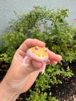 Mutant Pacman Frog #3 (Ceratophrys cranwelli) - Image 6