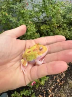 Mutant Pacman Frog #3 (Ceratophrys cranwelli) - Image 2