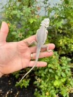 Hypo Zero Bearded Dragon #1 (Pogona vitticeps) - Image 3