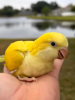 Quaker Yellow Crossover Baby - Image 4