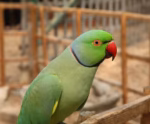 Green Indian Ringneck Parrot - MALE - Image 2