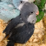 Quaker Cobalt Baby