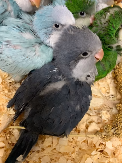 Quaker Cobalt Baby