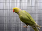 Green Indian Ringneck Parrot - MALE